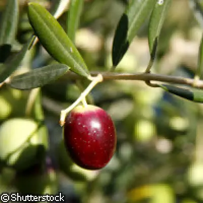 Des chercheurs espagnols découvrent des agents anticancéreux dans l'huile d'olive extra vierge