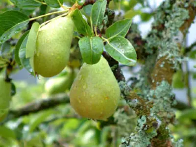 La poire, savoureuse et légère - - Destination Santé