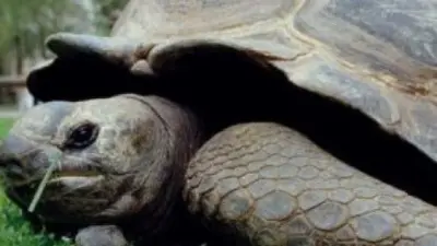 La plus vieille tortue des Seychelles française est morte à 146 ans, retrouvez-la en images