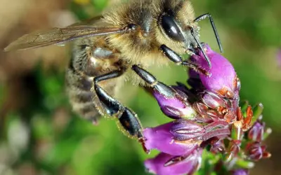 Ouessant. Le sanctuaire des abeilles noires