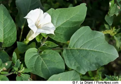 Datura, la plante aux deux visages - - Destination Santé