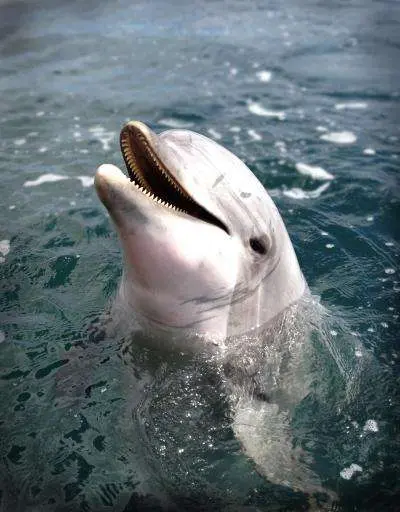 Dauphins : leur vigilance est à toute épreuve, même quand ils dorment !